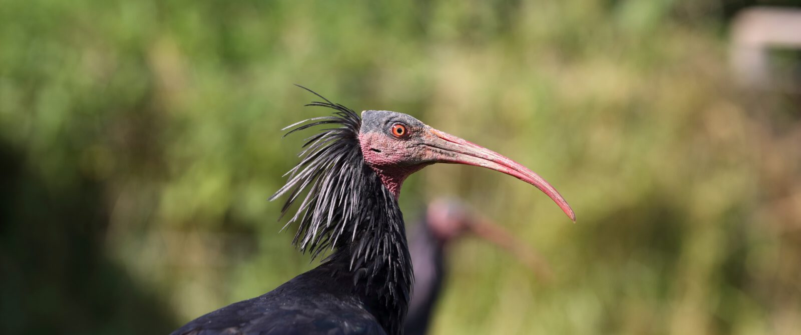 Waldrapp в Бургхаузене - город Бургхаузен