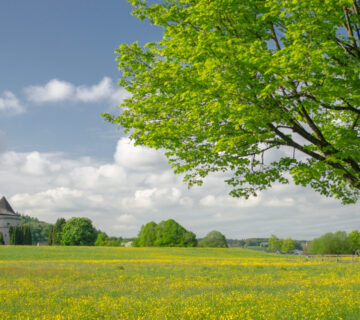 Blumenwiese mit Baum im Hintergrund Pulverturm © Hans Mitterer