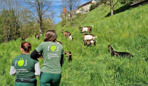 Die FÖJ-lerinnen kümmern sich um die Ziegen am Burghang © Stadt Burghausen/ebh