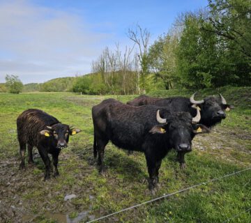 Die wilden Weiden und Blühwiesen in Raitenhaslach sind ein Paradies für viele besondere Tierarten, wie Wasserbüffel, Störche und Biber © Stadt Burghausen/ebh