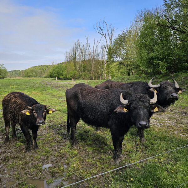 Die wilden Weiden und Blühwiesen in Raitenhaslach sind ein Paradies für viele besondere Tierarten, wie Wasserbüffel, Störche und Biber © Stadt Burghausen/ebh
