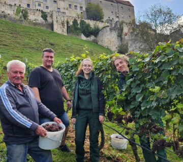 Curt Pfeifenthaler, Chef der Burghauser Weinbauern, sein Sohn Thomas mit den beiden FÖJtis Annalena Wallner und Joel Feige bei der Weinlese 2024 © Stadt Burghausen/ebh