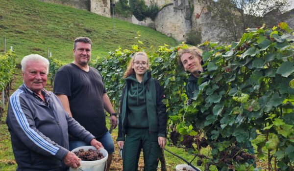 Curt Pfeifenthaler, Chef der Burghauser Weinbauern, sein Sohn Thomas mit den beiden FÖJtis Annalena Wallner und Joel Feige bei der Weinlese 2024 © Stadt Burghausen/ebh