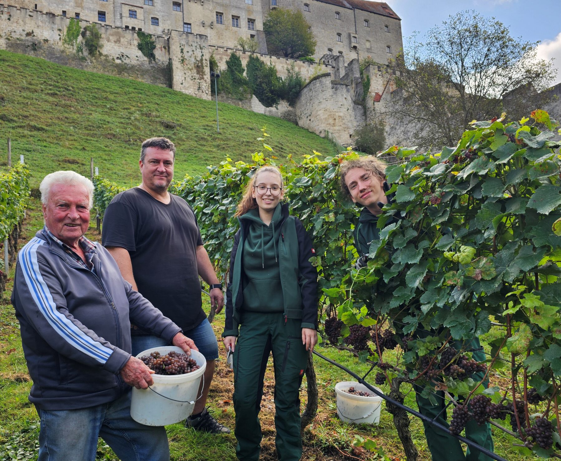 Curt Pfeifenthaler, Chef der Burghauser Weinbauern, sein Sohn Thomas mit den beiden FÖJtis Annalena Wallner und Joel Feige bei der Weinlese 2024 © Stadt Burghausen/ebh